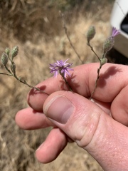 Lessingia leptoclada
