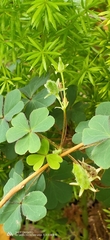 Oxalis corniculata