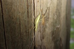 Oecanthus exclamationis