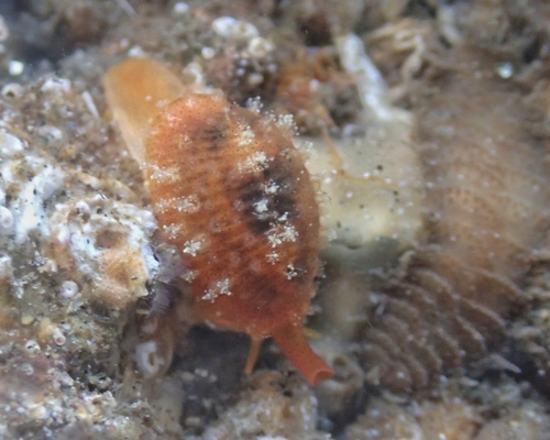 Niveria pacifica observed 2025-04-20