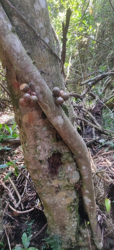 Ficus amplocarpa (Ficus amplocarpa)