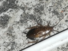 Latiblattella tarasca