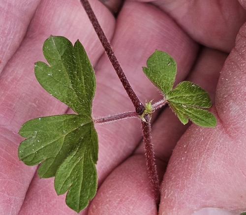Image of Geranium homeanum by (c) ianrainbow, some rights reserved (CC BY)