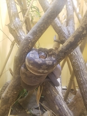 Malayopython timoriensis