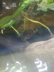 Shinisaurus crocodilurus