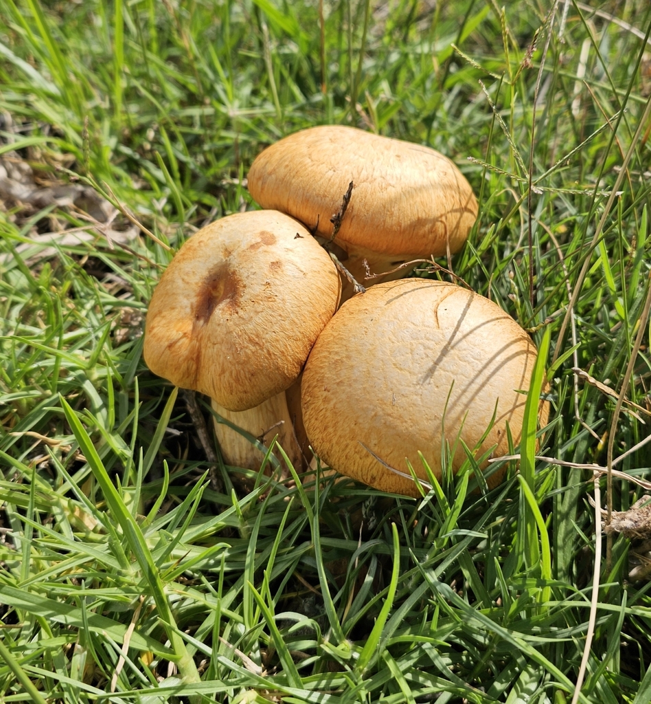 Gymnopilus junonius · April 2025 · photo: © ianrainbow (iNaturalist, cc-by)