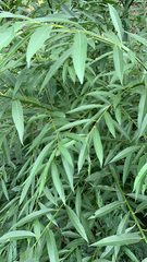 Salix × fragilis vitellina