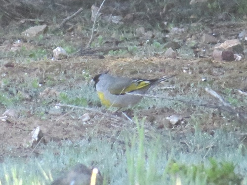 iNaturalist observation photo of Lawrence's Goldfinch
