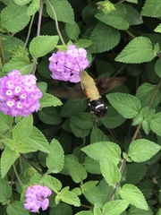 Macroglossum bombylans