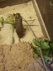 Octodon degus