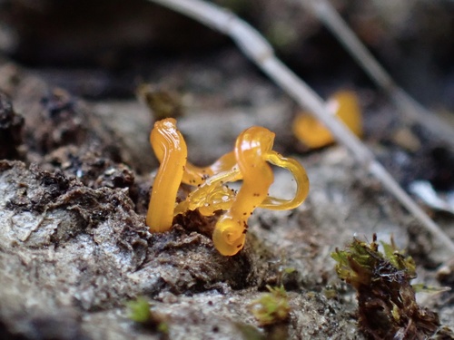 iNaturalist observation photo of Dacrymycetaceae