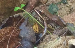 Lithobates maculatus