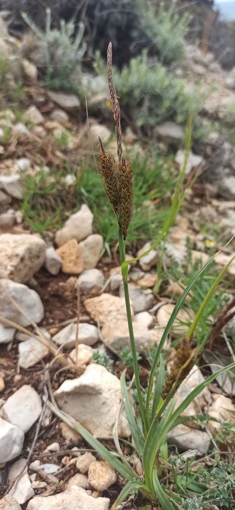 Blue sedge