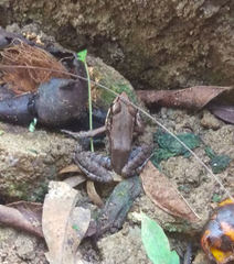 Lithobates maculatus