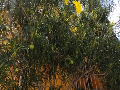 Cascabela thevetioides