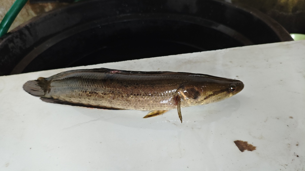 Forest Snakehead (Channa lucius)