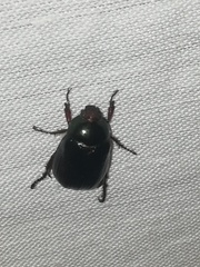 Paranomala cincta