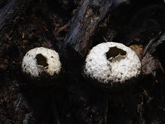 Lycoperdon compactum