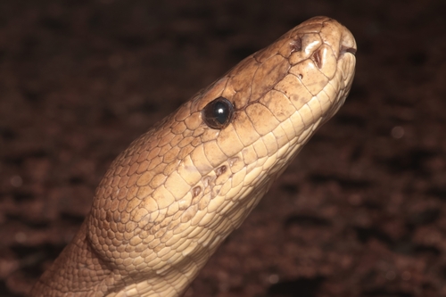 Olive Python sighting