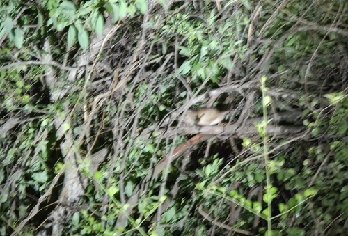 Indian Gerbil