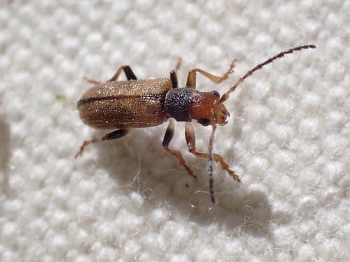 iNaturalist observation photo of Syneta seriata