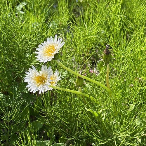 Image of Taraxacum albidum by (c) ITÔ, Hiroki, some rights reserved (CC BY)