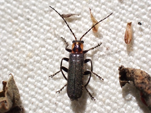 iNaturalist observation photo of Cyrtomoptera divisa