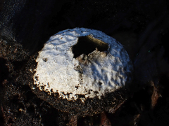Lycoperdon compactum