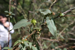 Gonolobus uniflorus