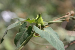 Gonolobus uniflorus