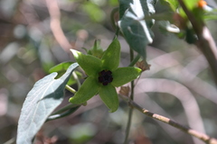 Gonolobus uniflorus