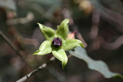Gonolobus uniflorus