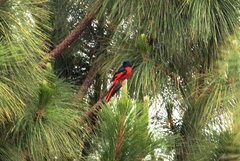 Pericrocotus ethologus