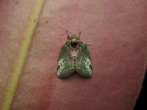 Stenoloba elegans