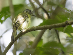 Leptopogon superciliaris