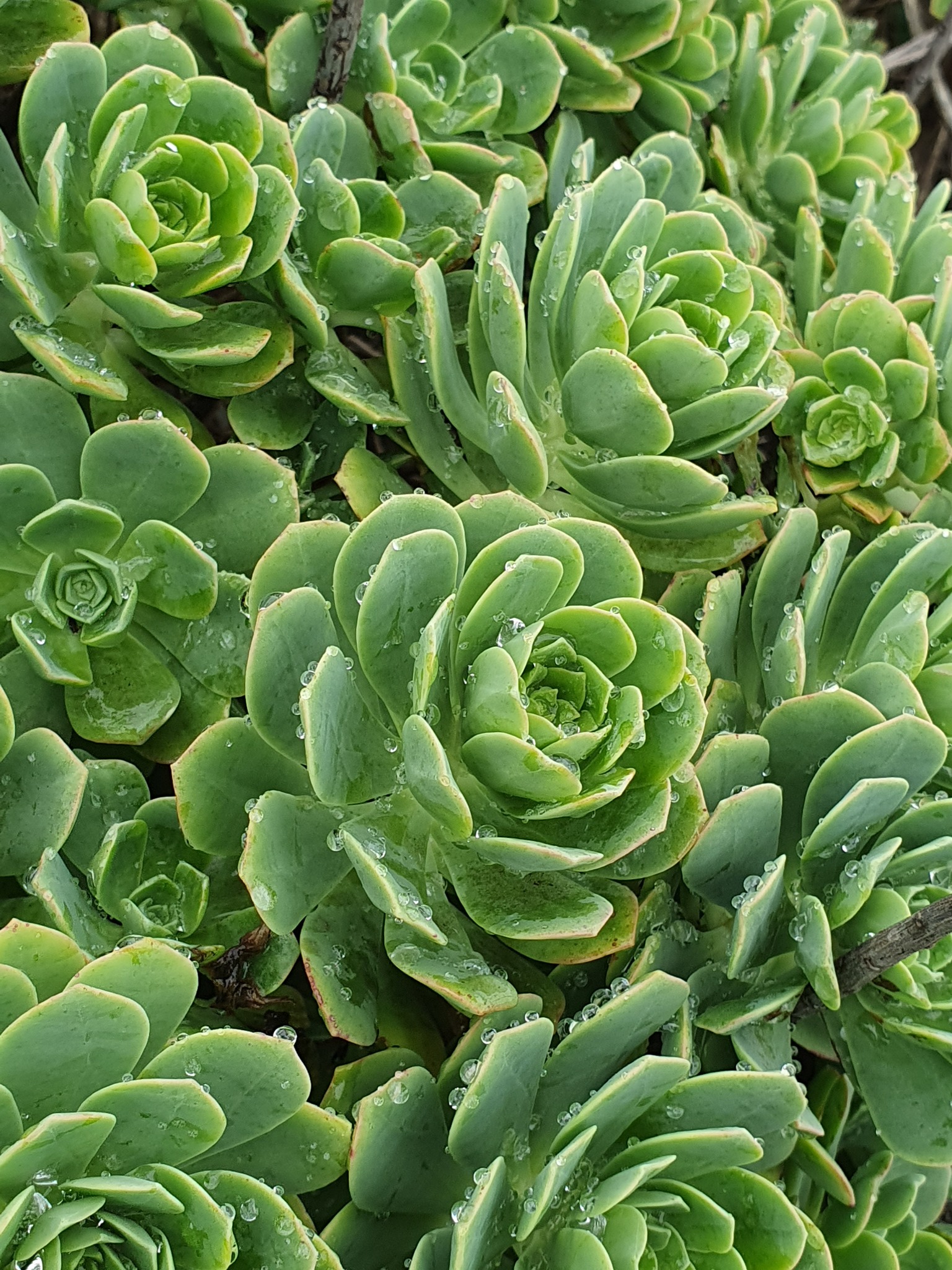 Imagem de Aeonium Catavento