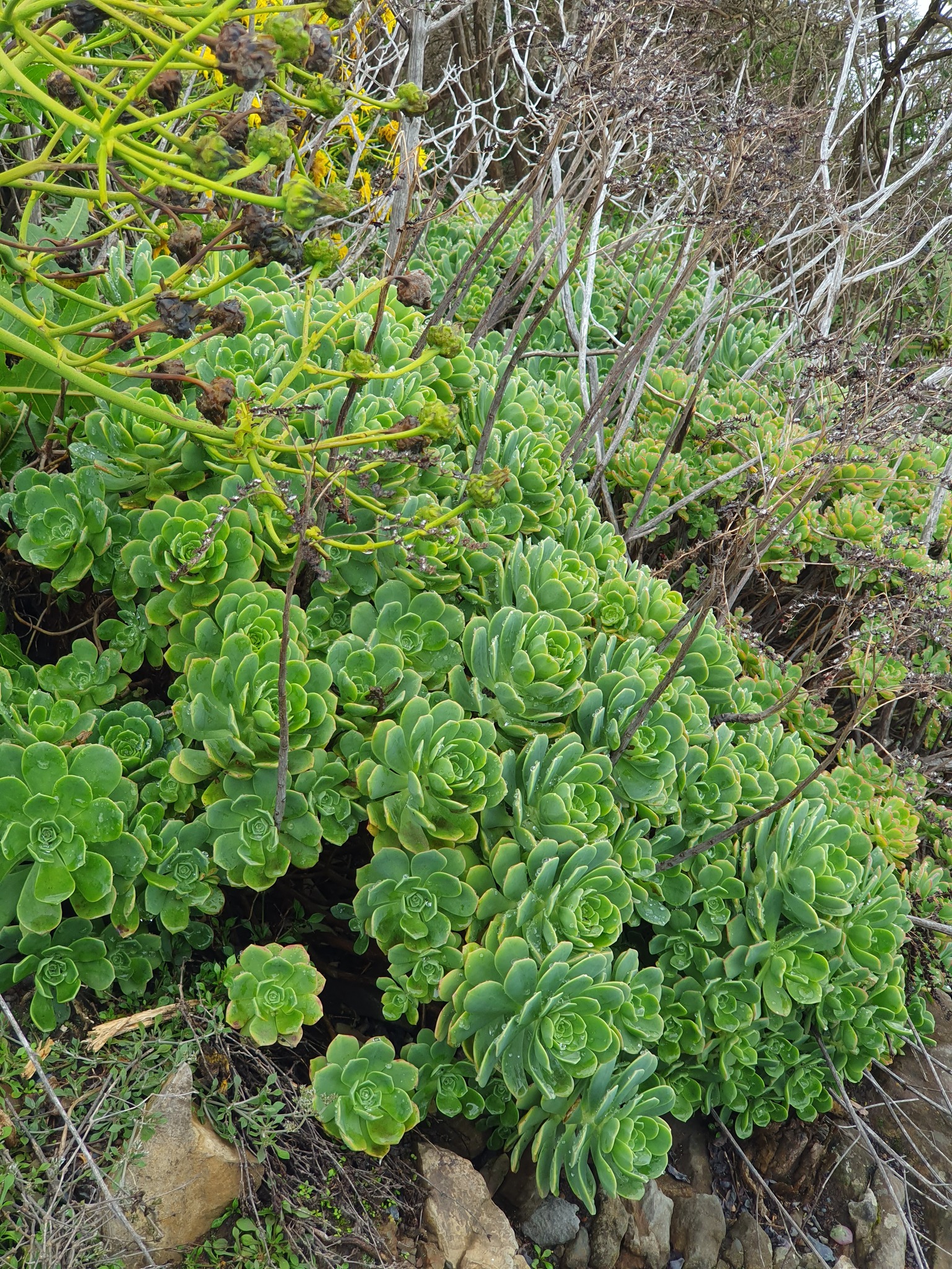 Imagem de Aeonium Catavento