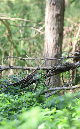 Coastal Carpet Python sighting