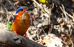 Corythornis vintsioides