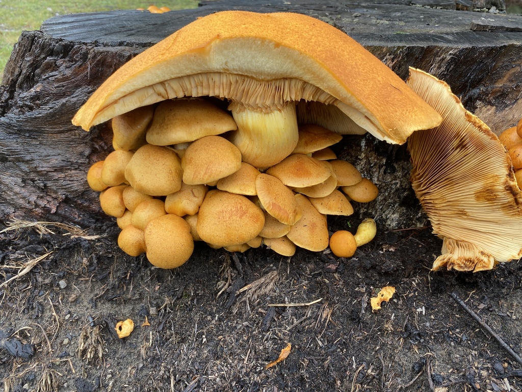 Gymnopilus junonius · April 2025 · photo: © caitlin_anderson1 (iNaturalist, cc-by)