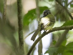 Leptopogon superciliaris