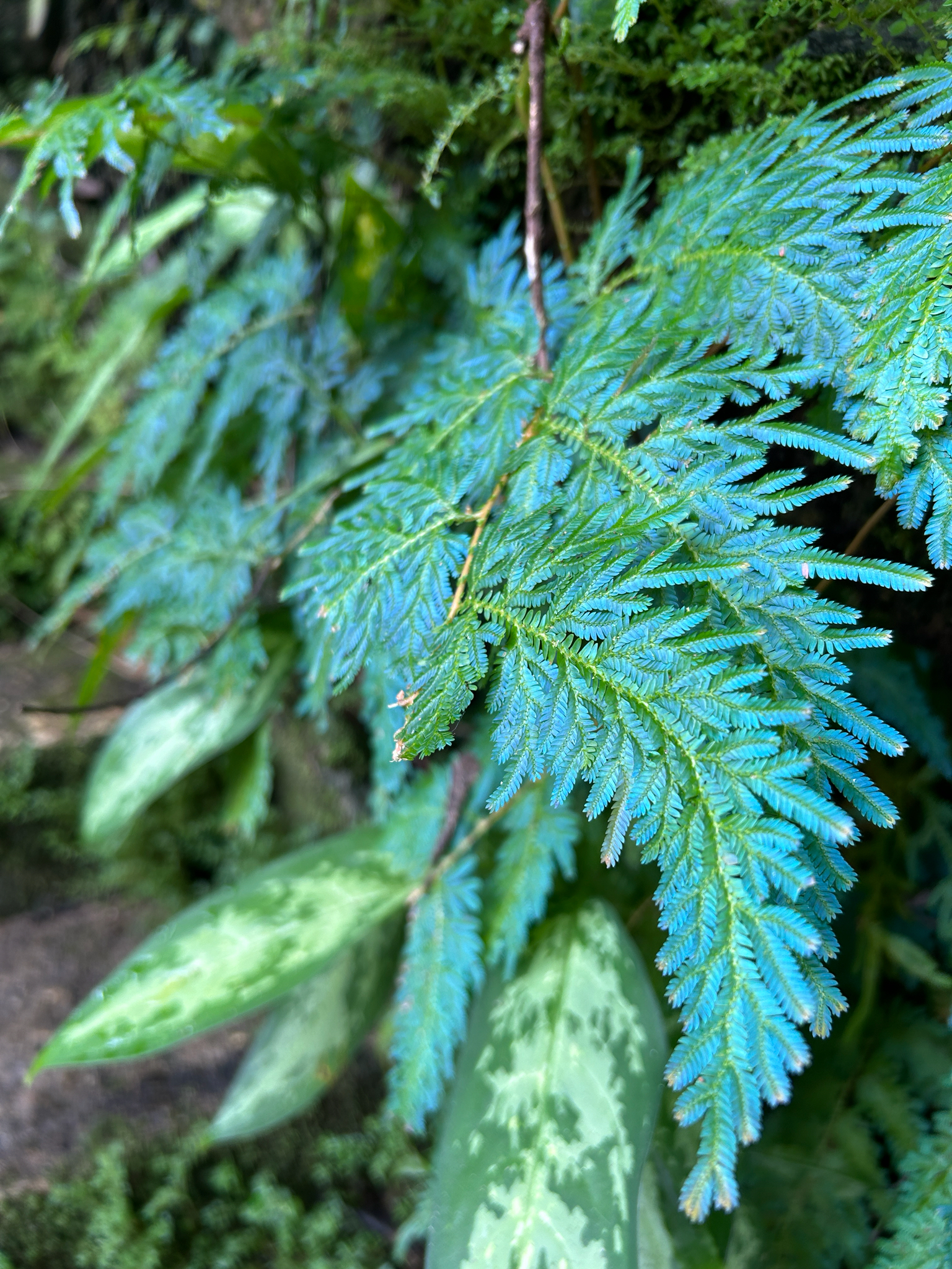 Imagem de Samambaia-azul