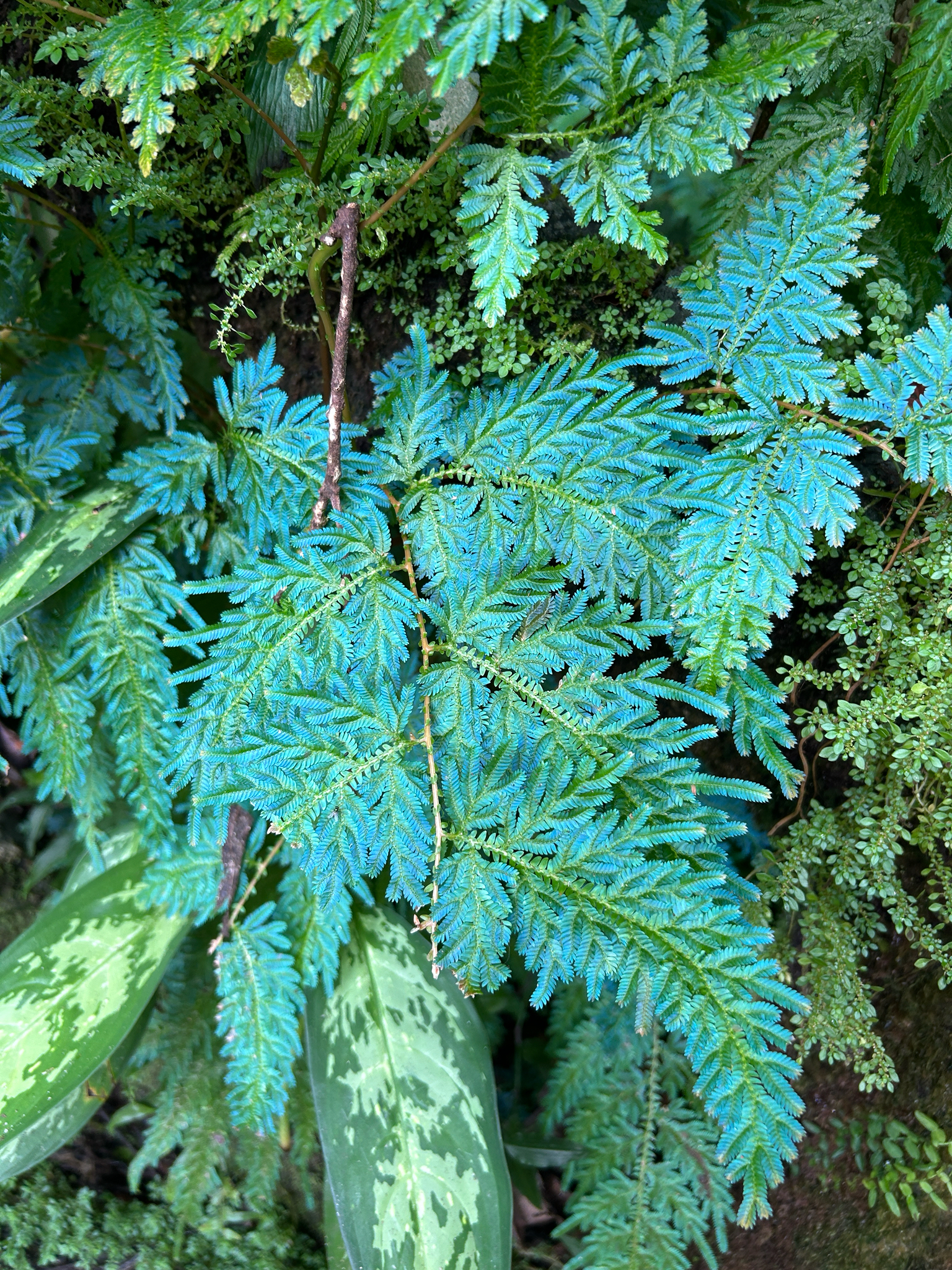 Imagem de Samambaia-azul