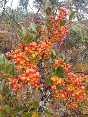 Gaiadendron punctatum image