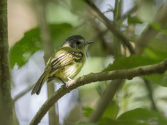 Leptopogon superciliaris