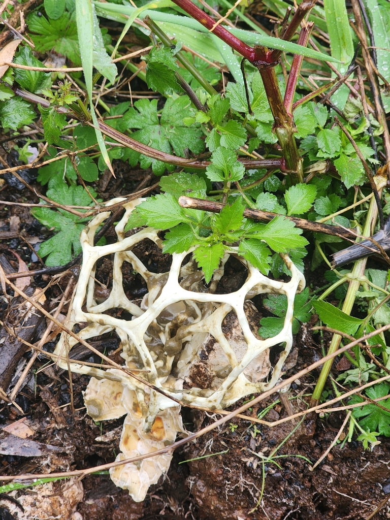 Ileodictyon gracile · April 2025 · photo: © rotceh_dnih (iNaturalist, cc-by)