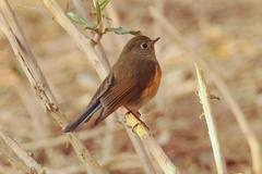 Tarsiger rufilatus
