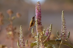 Aethopyga ignicauda flavescens