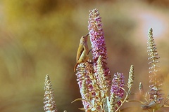 Aethopyga ignicauda flavescens