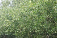 Salix lutea